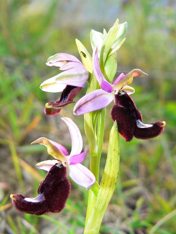 Primavera e orchidee palermitane